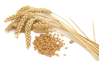 зерновые масличные культуры зерно обзор рынка зерна информационный бюлетень