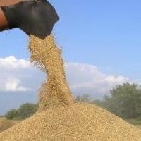 зерно зернові урожай 