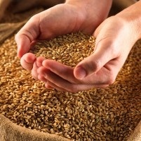 УКАБ пропонує скасувати імпортний збір на насіння 