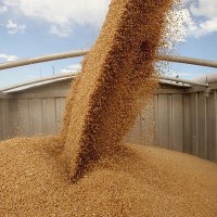 Farmers grain crops transportation
