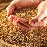 Россия подталкивает Украину к созданию зернового пула