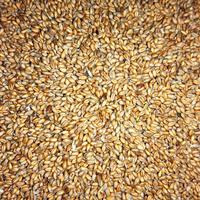 Сирия импорт пшеница причерноморская 