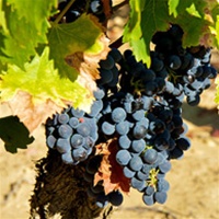 Мінагрополітики пільги українські винороби виноград 