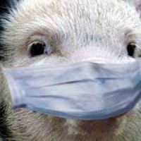 Литва чрезвычайное положение эпидемия африканская чума свиней