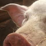 Россия ввоз свинина Евросоюз АЧС чума свиней импорт