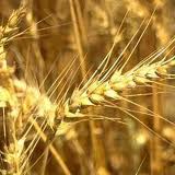 Аграрний фонд «Агрофонд-зерно» зерновые 