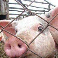 Луганщина захворювання африканська чума свиней АЧС свині свиня 