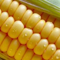 Прогноз  производство кукурузы Украина зерновые 