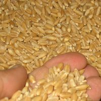 Certification of grain quality costs for farmers extra $ 1 billion UAH