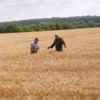 рекордный урожай убытки зерно зерновые поле 