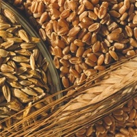 зерно зерновые Госстат