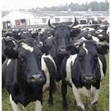 Exports live cattle 