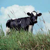 украинские фермеры коровы рубеж КРС