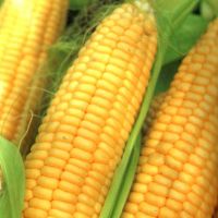 In 2014 areas under corn won't change