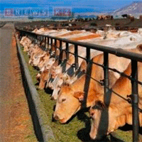  тварин продуктів тваринного походження КРС ВРХ корови 