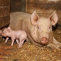 Тваринництво свині свинина 