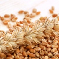 Оперативна інформація Мінагрополітики ситуація на ринку зерна зерно зернові 