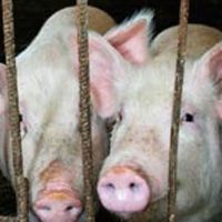 Луганская область карантин  чума свиней АЧС