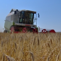Кожне четверте сільськогосподарське підприємство в 2013 році стало збитковим