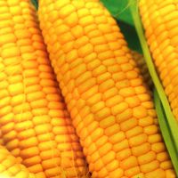 Экспорт кукуруза 