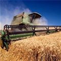 Пшеница подорожала до максимума 13 месяцев из-за ситуации в Украине