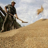 Аграрный фонд законтрактировал в мае 6 тыс. т зерна