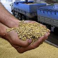 Экспортные цены на зерно в Украине снизились на 3-4% – Госвнешинформ