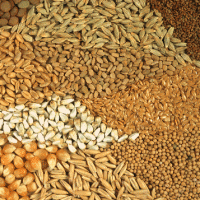 Запасы зерна в Украине к 1 июня на 9% больше прошлогодних - Госстат