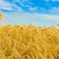 Закупочные цены на фуражную пшеницу упали на 10%