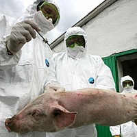 Латвия может уничтожить 40 тысяч свиней из-за АЧС