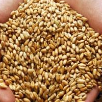 ІМК успішно завершила збирання озимої пшениці