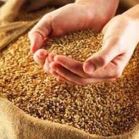 Аграрный фонд выплатил производителям зерна 340 млн грн