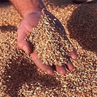 Реалізація зернових та зернобобових культур в Україні збільшилась на 10,4%