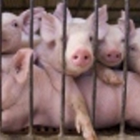 На Черниговщине установили трехкилометровую карантинную зону вокруг места обнаружения чумы свиней