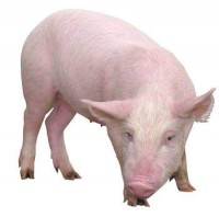 В Белорусской свинине обнаружили геном вируса АЧС
