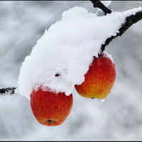 Несподівані морози залишили в садах Вінничини 15 тисяч тонн яблук
