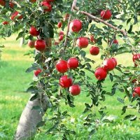 В АгроШколі УКАБ розповіли про особливості обрізки плодових дерев