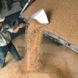 Украина с начала 2014/15 МГ экспортировала более 14 млн тонн зерновых