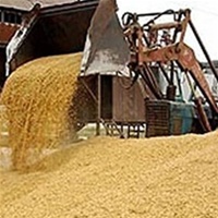 Грузия ищет альтернативу российской пшенице 