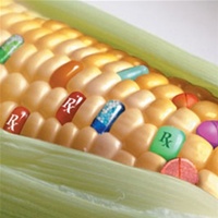 Уряд схвалив план імплементації директиви ЄС про обмежене використання ГМО