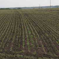 Посів ранніх зернових культур проведено на площі 77 тис. га