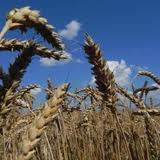 Спад сельхозпроизводства в Украине составил 3,6% 