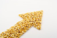 Аграрии активно распродают кукурузу