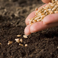 Посів ранніх зернових культур проведено на площі 1,4 млн га