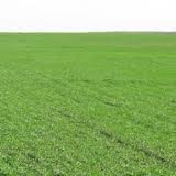 В Україні ранніми зерновими засіяно 67% прогнозованих площ