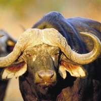 Росія хоче збільшити поставки буйволятини з Індії   