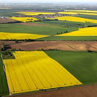 Ярі зернові та зернобобові культури вже посіяно на площі 6,5 млн га