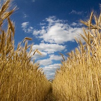 Китай вложится в модернизацию зерновой логистики Украины