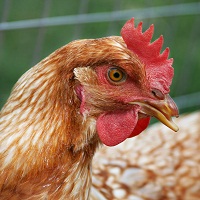 ЕС активно закупает украинскую курятину 