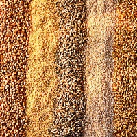 Недосконалість вітчизняного законодавства стримує розвиток експорту насіння